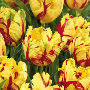 Texas Flame Parrot Tulip Bulbs - Fiery Ruffled Blooms, 18-22 in Tall, Zones 2-8, Fall Planting - Image 1