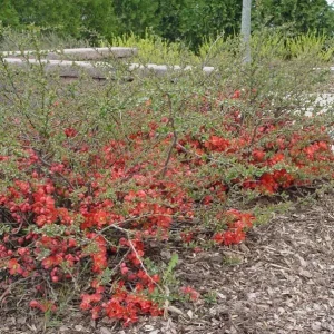 Texas Scarlet Flowering Quince Live Plant – 3 Gallon Pot – Outdoor Shrub - Image 2