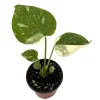 Thai Constellation Philodendron Live Plant - 4 inch Pot - Indoor Monstera - Image 1