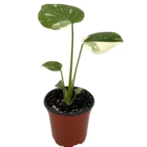 Thai Constellation Philodendron Live Plant - 4 inch Pot - Indoor Monstera - Image 2