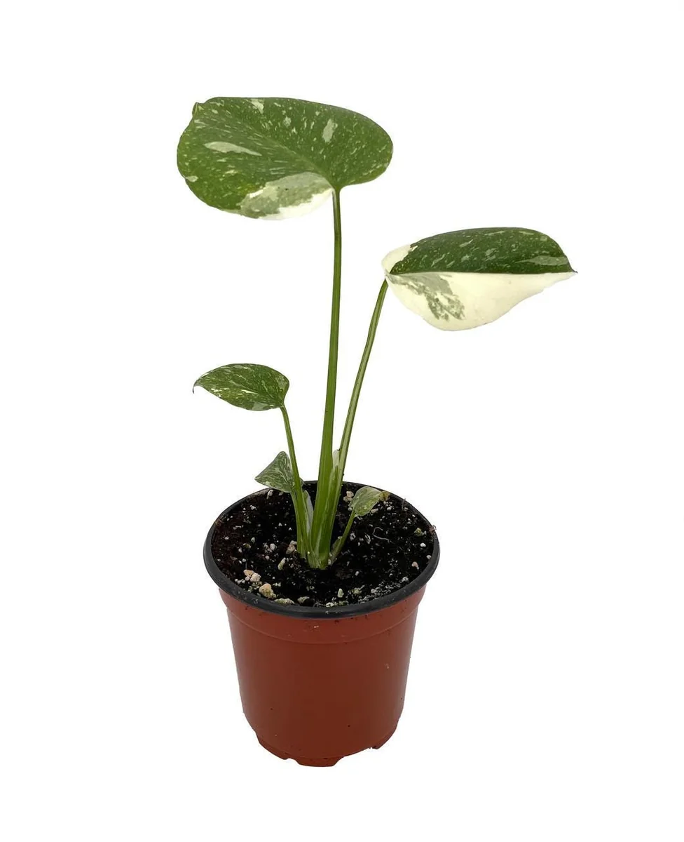 Thai Constellation Philodendron Live Plant - 4 inch Pot - Indoor Monstera - Image 2