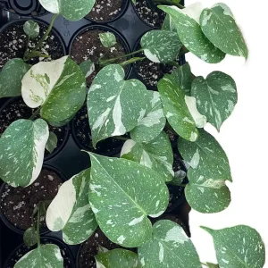 Thai Constellation Philodendron Live Plant - 4 inch Pot - Indoor Monstera - Image 3
