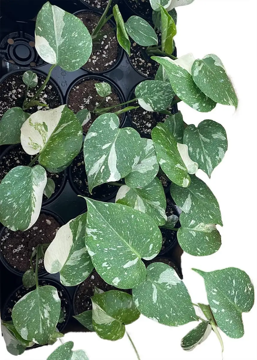 Thai Constellation Philodendron Live Plant - 4 inch Pot - Indoor Monstera - Image 3
