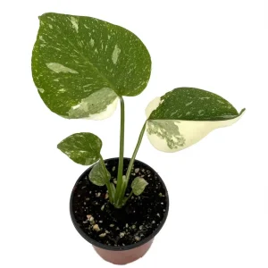 Thai Constellation Philodendron Live Plant - 4 inch Pot - Indoor Monstera - Image 1