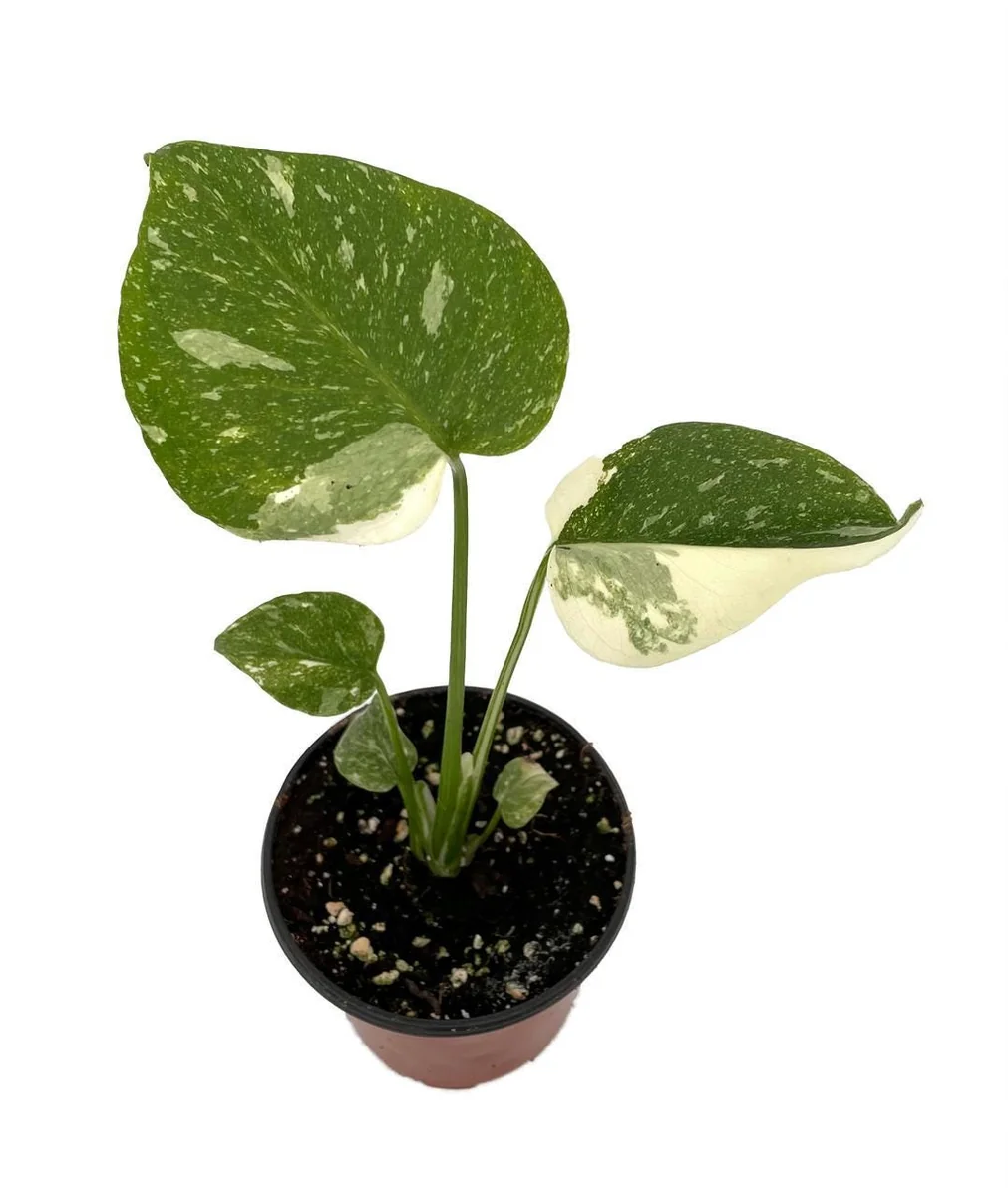 Thai Constellation Philodendron Live Plant - 4 inch Pot - Indoor Monstera - Image 1