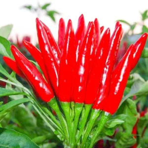 Thai Hot Pepper Bird Chili Seeds - 50+ Non-GMO Capsicum frutescens - Image 1
