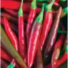 Thai Hot Pepper Live Plant - 3 inch Pot - Spicy Culinary Vegetable - Image 1