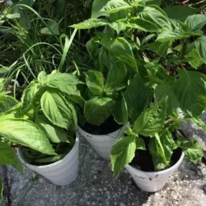 Thai Sweet Basil Live Plant – Aromatic Culinary Herb Starter – Rooted – 12-24 Inches Tall - Image 6