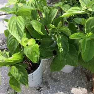 Thai Sweet Basil Live Plant – Aromatic Culinary Herb Starter – Rooted – 12-24 Inches Tall - Image 7