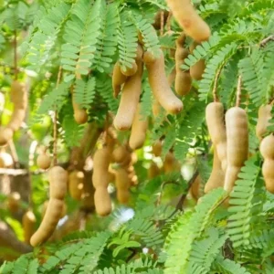 Thai Sweet Tamarind Live Plant - 4-12" Tall - Tropical Fruit Tree - Image 2