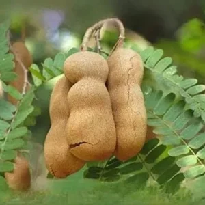 Thai Sweet Tamarind Live Plant – Well Rooted Tree – 12" Tall – Tropical Fruit - Image 2