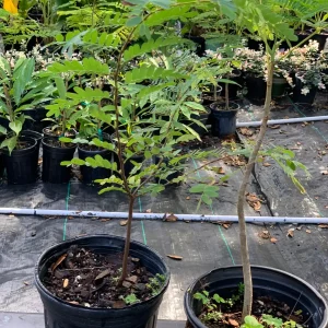 Thai Sweet Tamarind Live Plant – Well Rooted Tree – 12