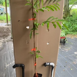 Thai Sweet Tamarind Live Plant – Well Rooted Tree – 12