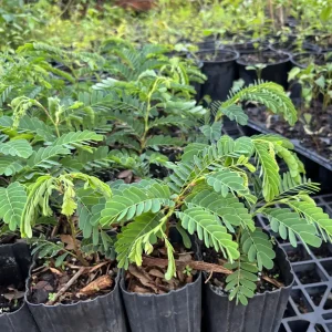 Thai Sweet Tamarind Live Plant – Well Rooted Tree – 12