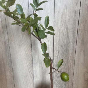 Thai White Guava Tree Live Plant – Jambu Batu – 6-10 inch Pot – Full Sun - Image 10