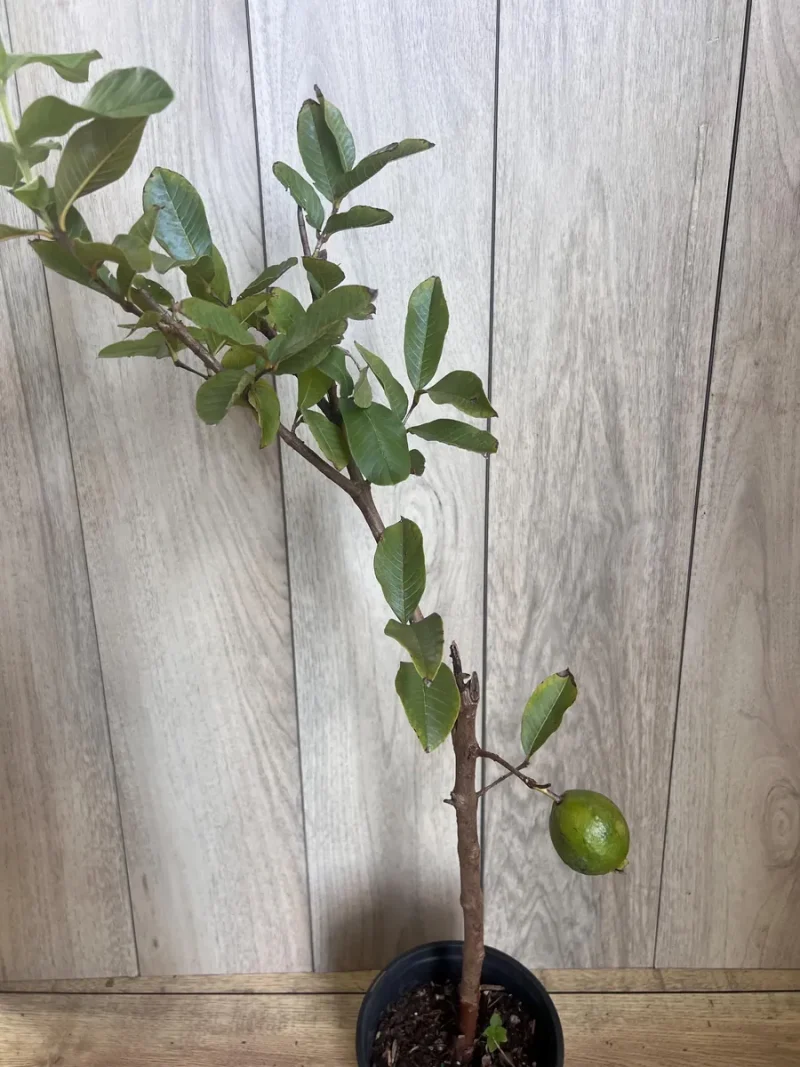 Thai White Guava Tree - Live Jambu Batu Plant for Fruit