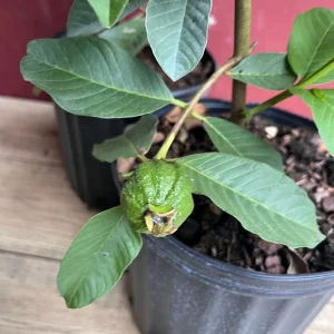 Thai White Guava Tree Live Plant – Jambu Batu – 6-10 inch Pot – Full Sun - Image 2