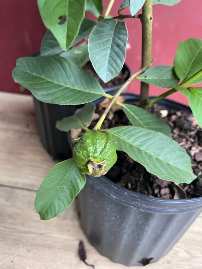 Thai White Guava Tree - Live Jambu Batu Plant for Fruit