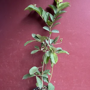 Thai White Guava Tree Live Plant – Jambu Batu – 6-10 inch Pot – Full Sun - Image 5