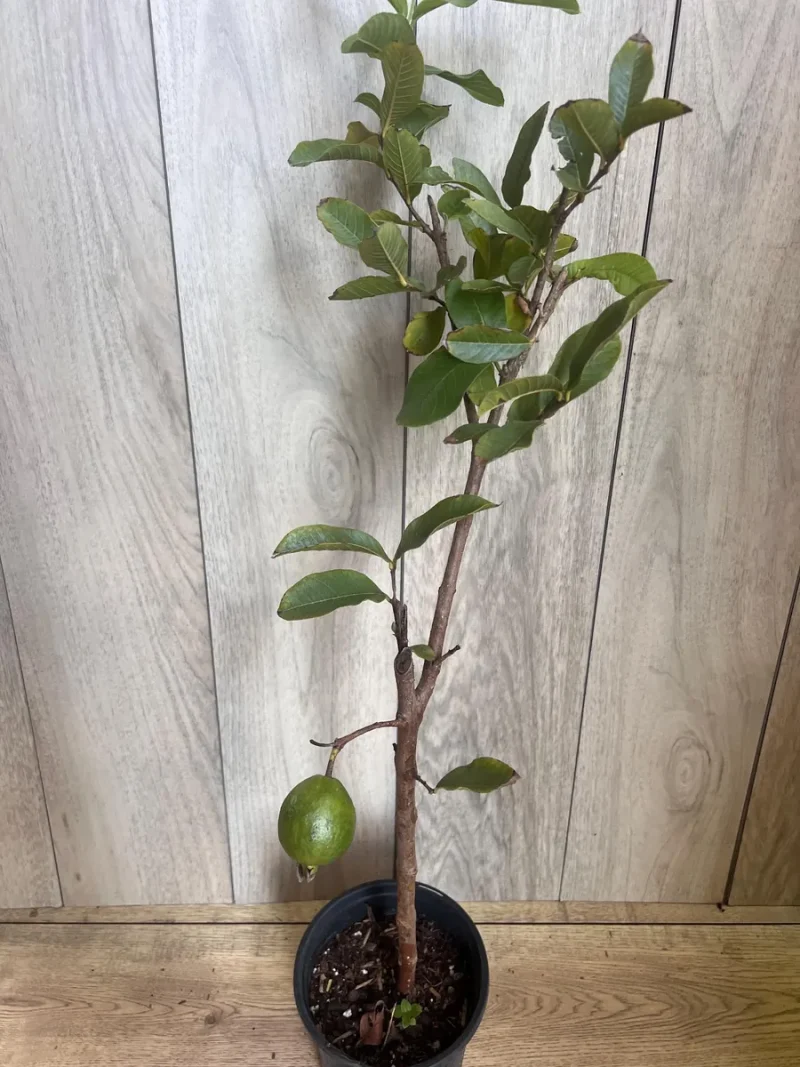 Thai White Guava Tree - Live Jambu Batu Plant for Fruit