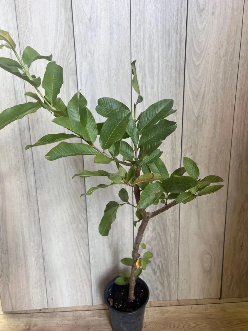 Batu Tree Thai White Guava Tree - Live Jambu Batu Plant for Fruit