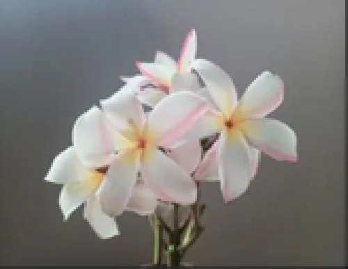 Thailand Sunrise Plumeria Plant – Frangipani – Live Cutting 8-10 Inches – Outdoor - Image 1