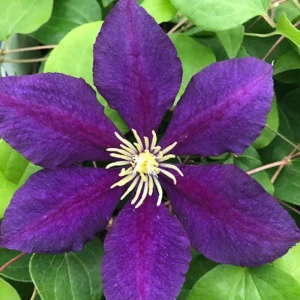 The President Clematis Vine Live Plant - Deep Purple Flowers - 2.5" Pot - Outdoor - Image 1