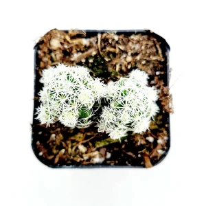 Thimble Cactus Live Plant - Mammillaria gracilis fragilis - Potted Succulent - Image 1