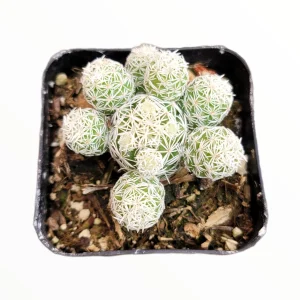 Thimble Cactus Live Plant - Mammillaria gracilis fragilis - Potted Succulent - Image 4