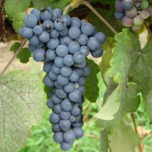 Thomcord Seedless Grapevine – 1 Bare Root Live Plant – Sweet Hybrid Table Grape - Image 1