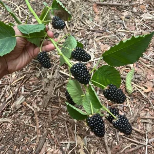 Thornless Blackberry Live Plants - 2 Pack, Primocane Fruiting, 4-6in Tall Starter - Image 2