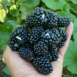 Thornless Blackberry Live Plants - 2 Pack, Primocane Fruiting, 4-6in Tall Starter - Image 3