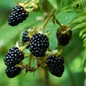 Thornless Blackberry Live Plants - 2 Pack, Primocane Fruiting, 4-6in Tall Starter - Image 5