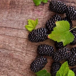 Thornless Blackberry Live Plants - 2 Pack, Primocane Fruiting, 4-6in Tall Starter - Image 6