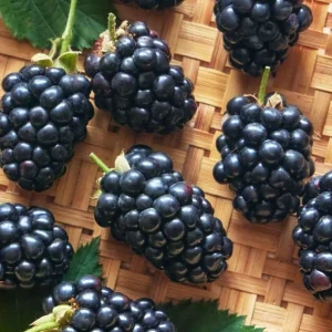 Thornless Blackberry Live Plants - 2 Pack, Primocane Fruiting, 4-6in Tall Starter - Image 8