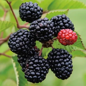 Thornless Blackberry Live Plants - 2 Pack, Primocane Fruiting, 4-6in Tall Starter - Image 1