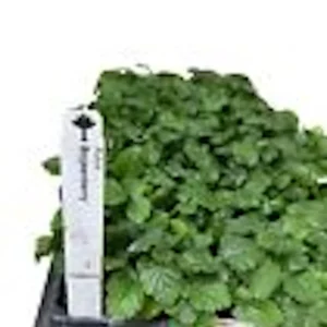 Thornless Boysenberry Plant - Rubus Hybrid Starter - Live Berry Bush - Image 3