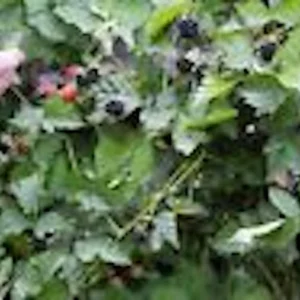Thornless Boysenberry Plant - Rubus Hybrid Starter - Live Berry Bush - Image 6