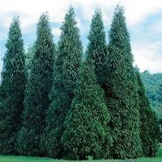 Thuja Green Giant Arborvitae Live Plant – 2.5 Inch Pot – Outdoor Fast Growing Privacy Tree - Image 2