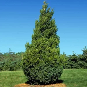 Thuja Green Giant Arborvitae Live Plant - 3 Feet Tall - Gallon Pot - Image 3