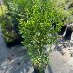Thuja Green Giant Arborvitae Live Plant - 3 Feet Tall - Gallon Pot - Image 4