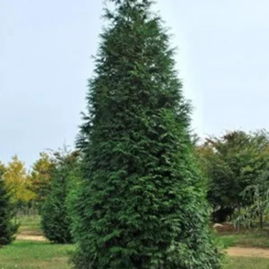 Thuja Green Giant Arborvitae Live Plant - Quart Pot - Outdoor Evergreen - Image 2