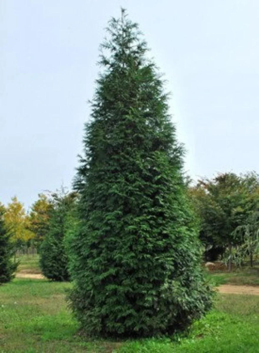 Thuja Green Giant Arborvitae Live Plant - Quart Pot - Outdoor Evergreen - Image 2