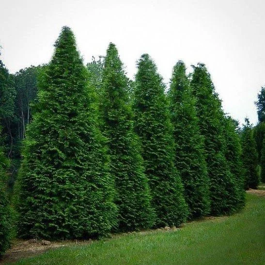Thuja Green Giant Arborvitae Live Plant - Quart Pot - Outdoor Evergreen - Image 4