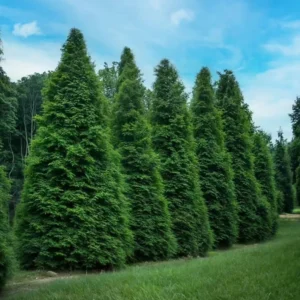 Thuja Green Giant Arborvitae Live Tree - 10-18