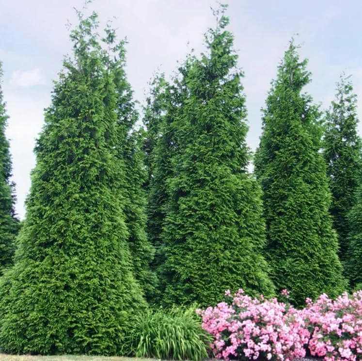 Thuja Green Giant Arborvitae Live Tree - 10-18" Tall - 3" Pot - Evergreen Privacy Plant - Image 3