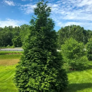 Thuja Green Giant Arborvitae Live Tree - 10-18