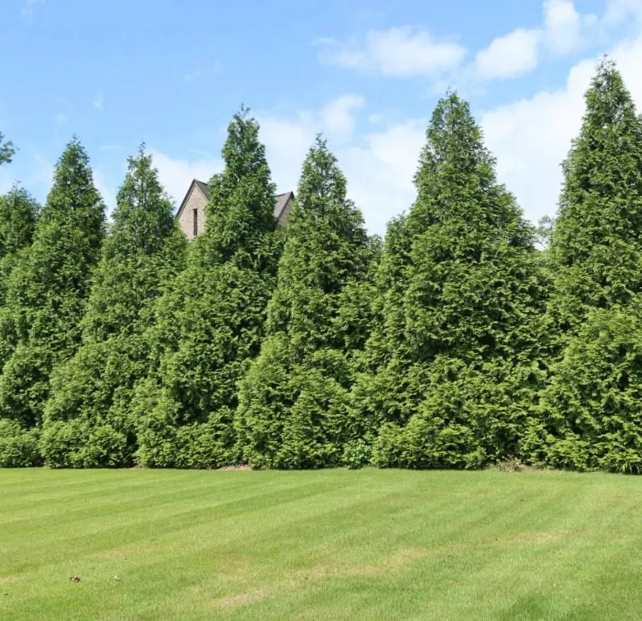 Thuja Green Giant Arborvitae Live Tree - 10-18" Tall - 3" Pot - Evergreen Privacy Plant - Image 5