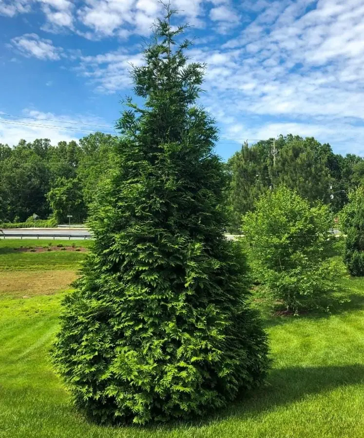 Thuja Green Giant Arborvitae Live Tree - 10-18" Tall - 3" Pot - Evergreen Privacy Plant - Image 1