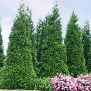 Thuja Green Giant Arborvitae Live Tree - 18-24